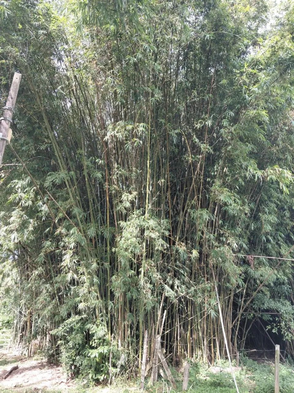 BAMBU - VARAS DE BAMBU VERDE GIGANTE