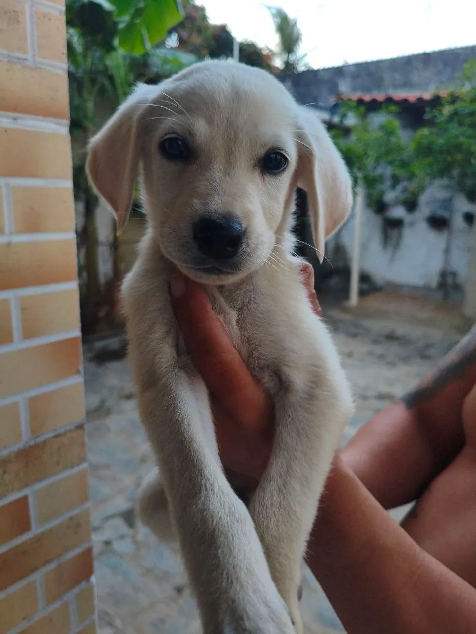 Filhotes de Labrador Retriever  - Foto 2