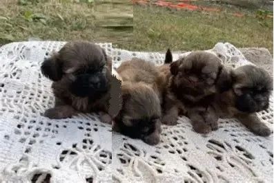 lindos peludinhos