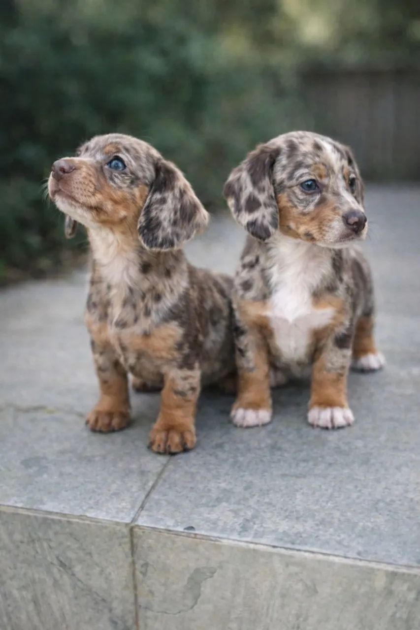 Dachshund