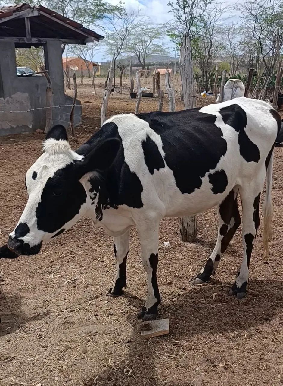 vendo duas novilhas  - Foto 4