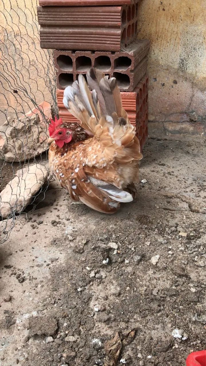 Galinha Nagasaki  - Foto 3