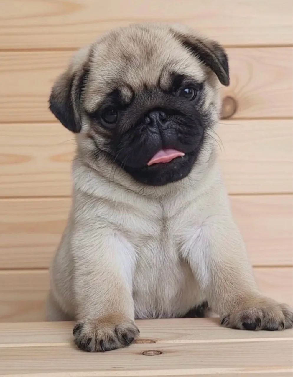 Cachorros 