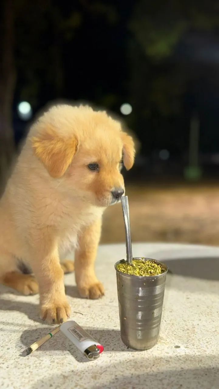 VENDO CHOW-CHOW FILHOTE  - Foto 4