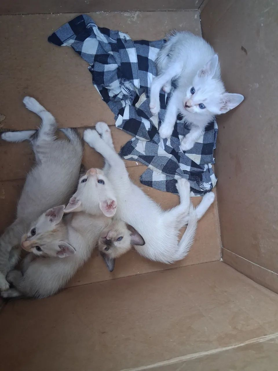 Animais 