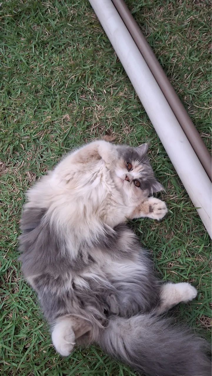 Gato