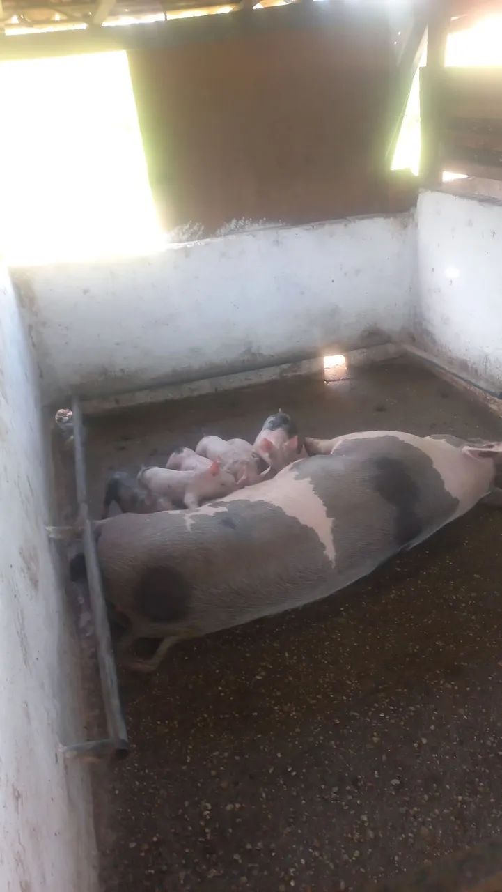 Vendo 2 matriz com 16 Leitões  - Foto 3