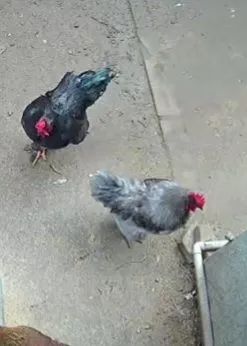 Galinhas e galos puros - Foto 5