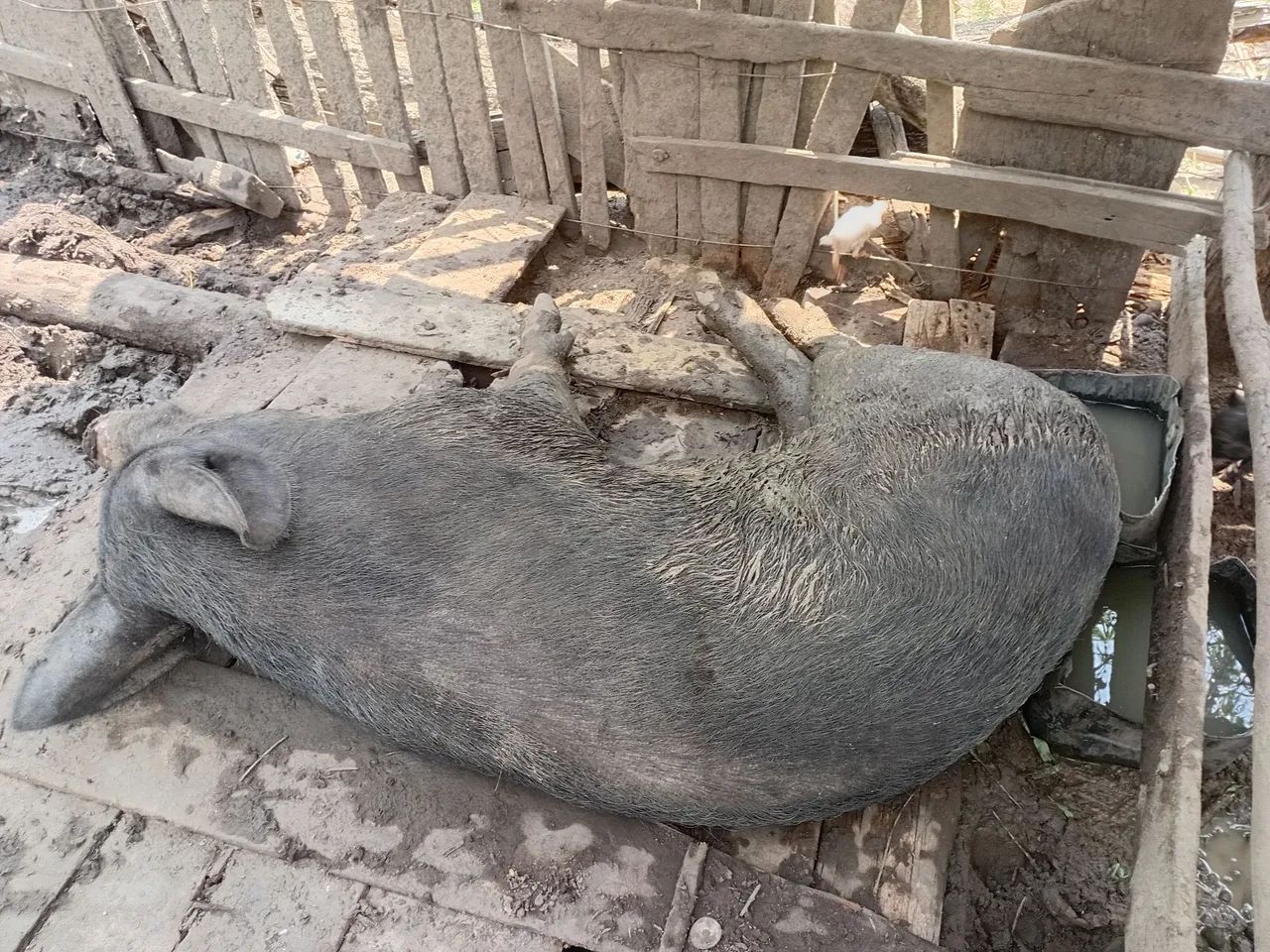 Vendemos porco ? ?  - Foto 3