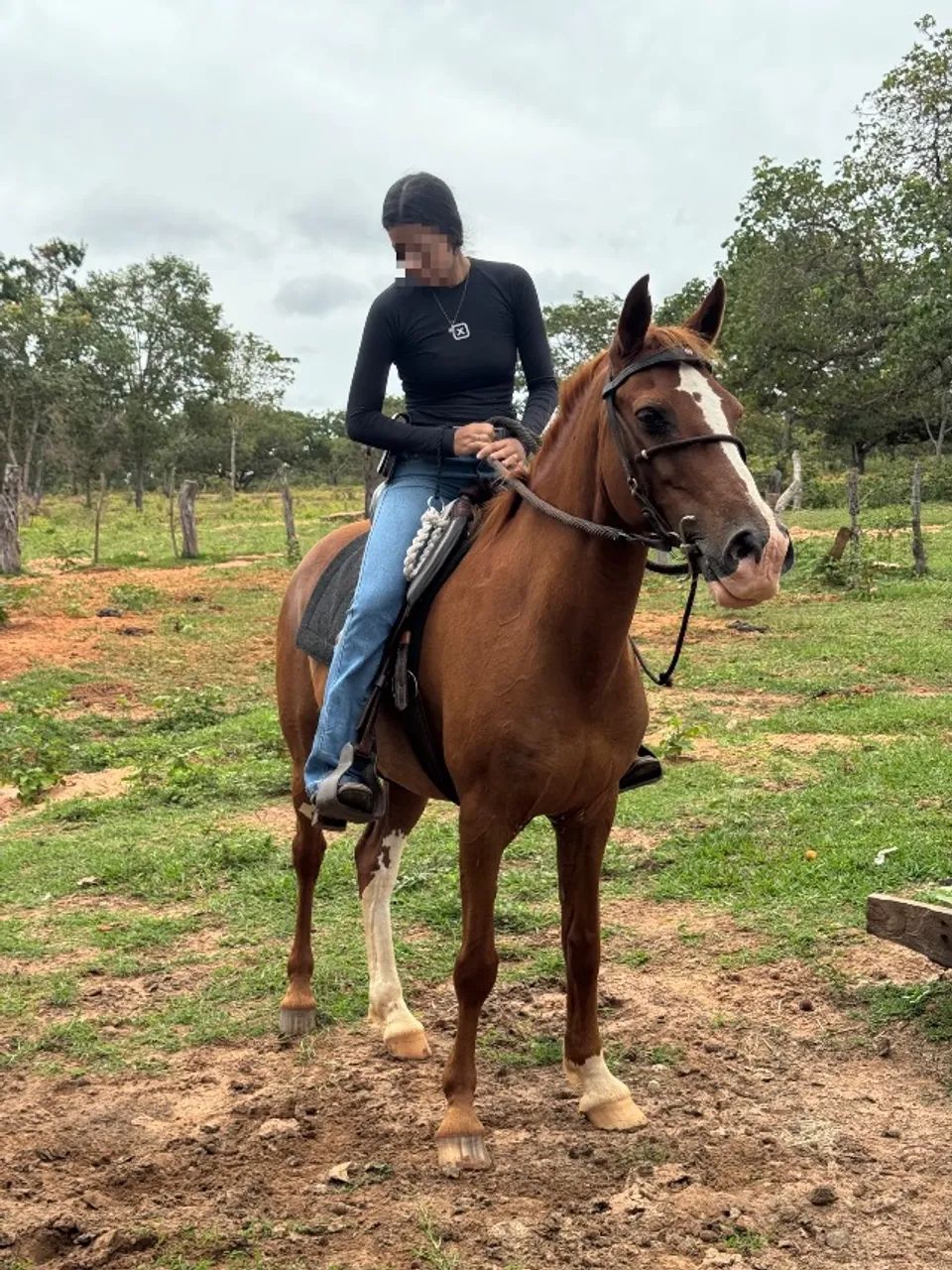 Cavalo à venda