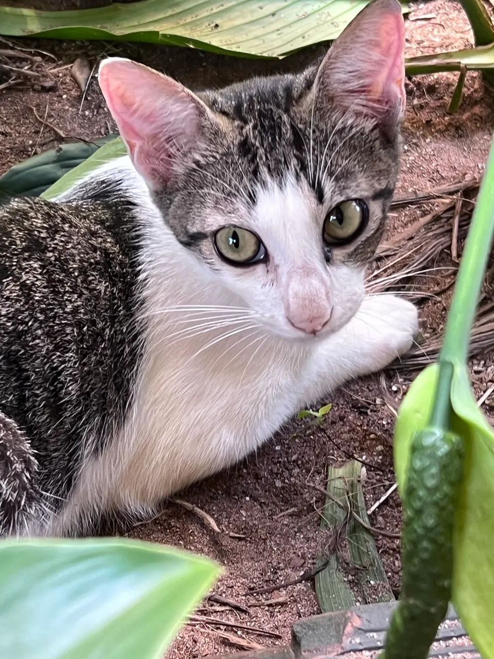 Gatos para adoção  - Foto 2