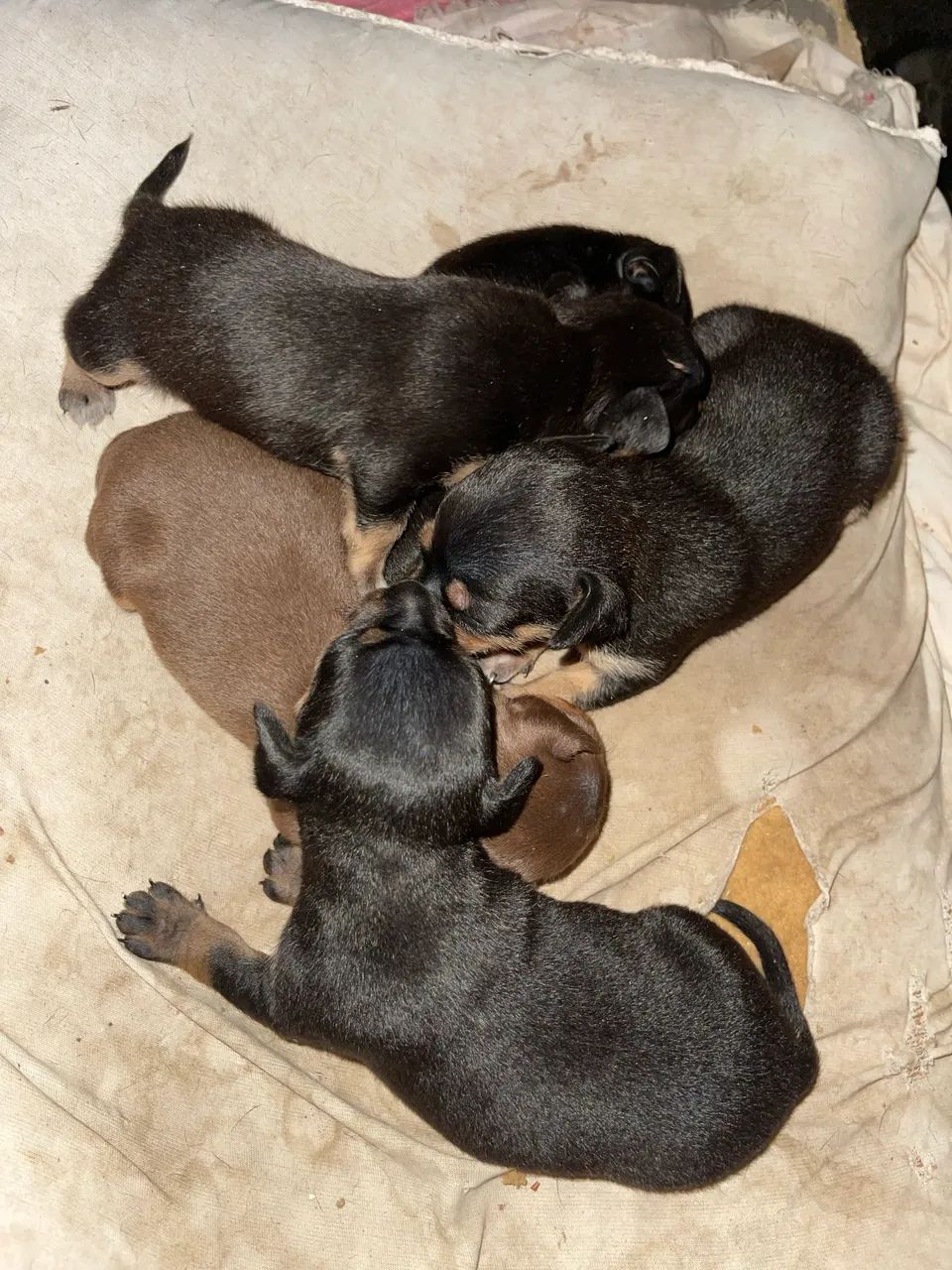 Cachorro pincher  - Foto 2