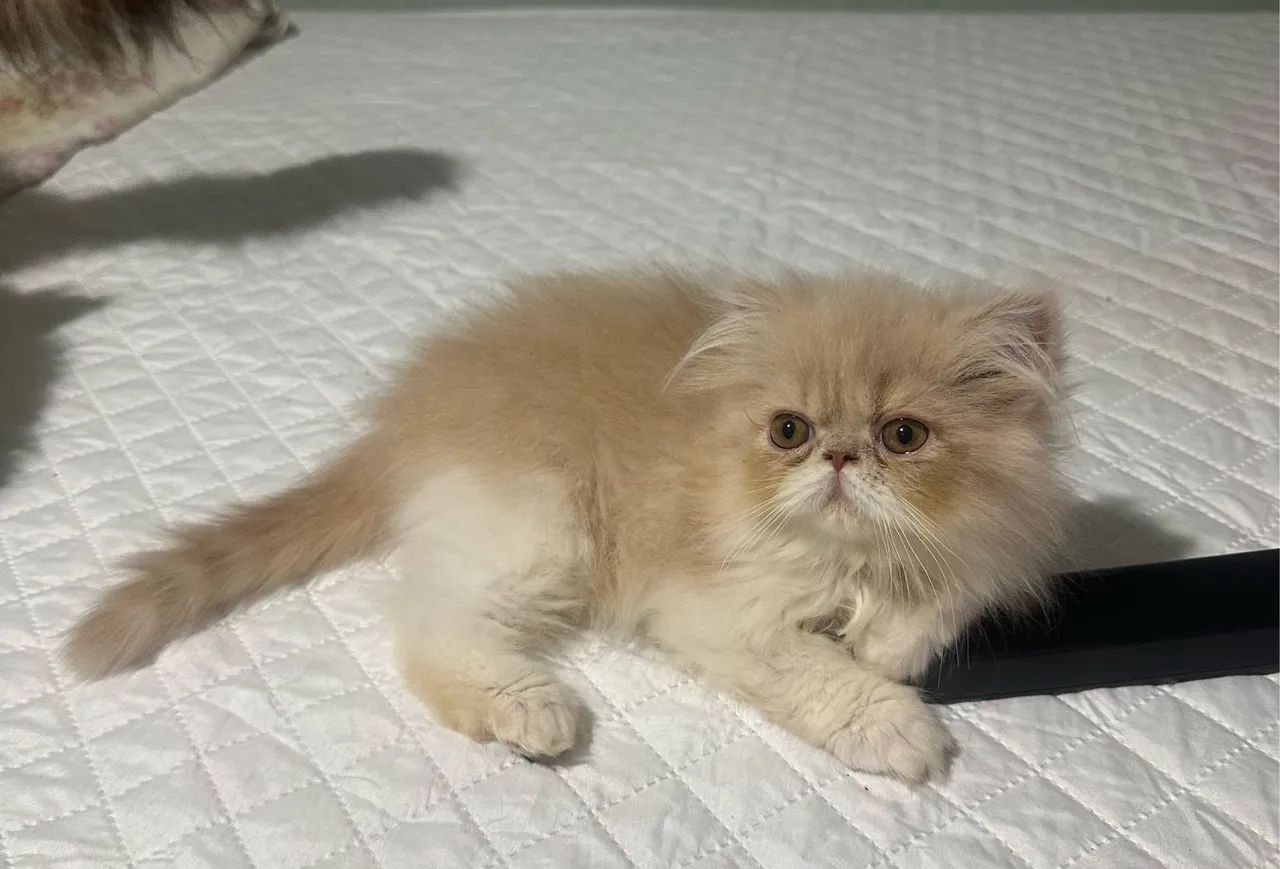 Gato persa  - Foto 4