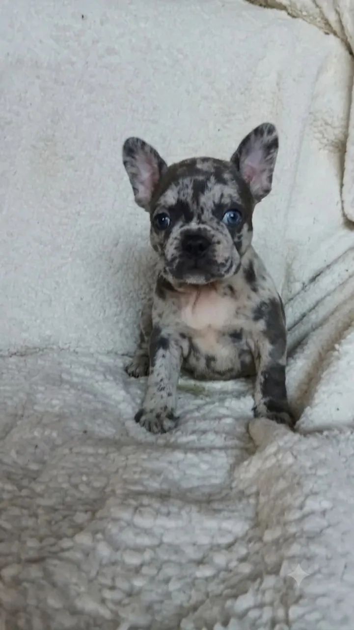 Buldogue francês 