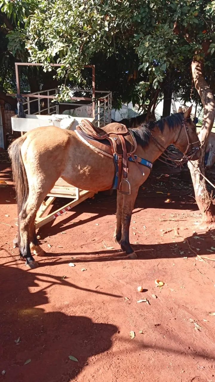 Polda dois anos e meio - Foto 3