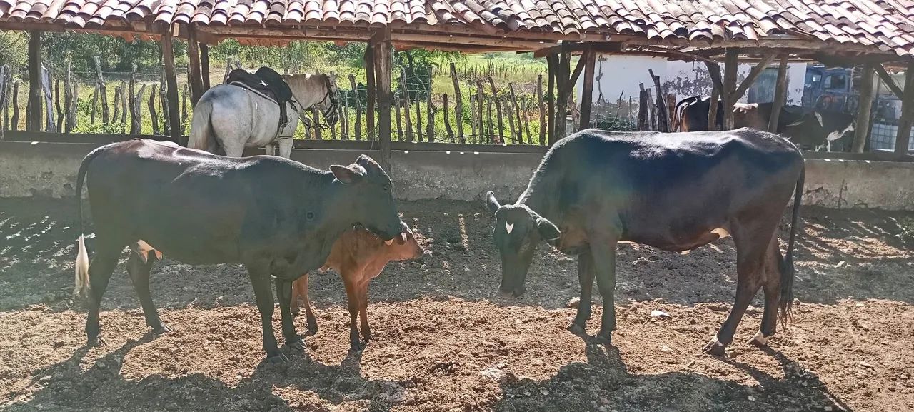 animais  - Foto 5