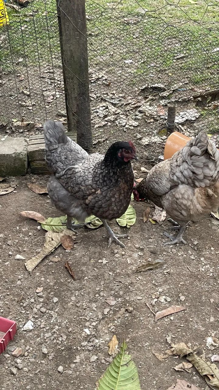 Ovos de Galinha Australorp Azul  - Foto 4