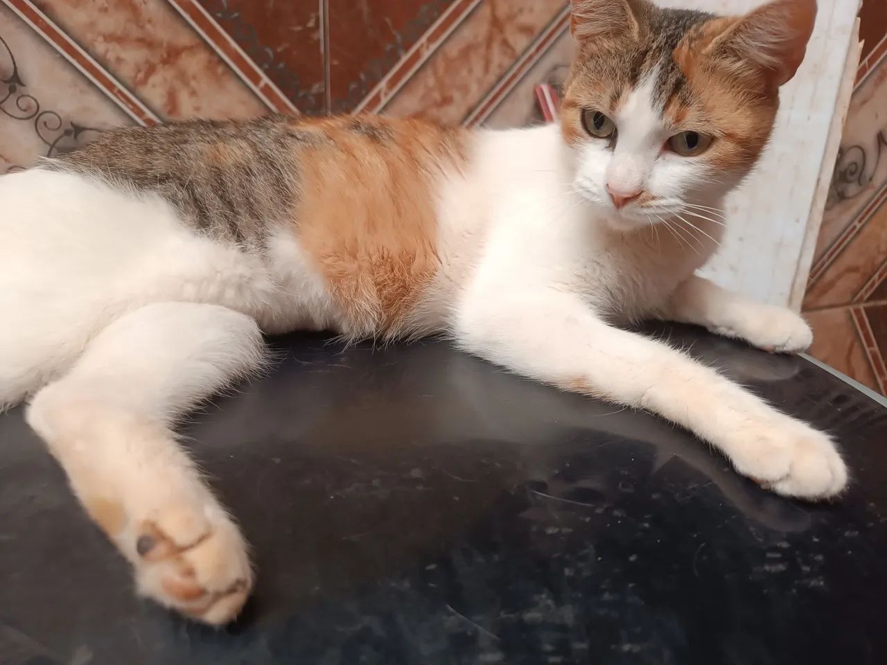 Doação castrada 7 meses 