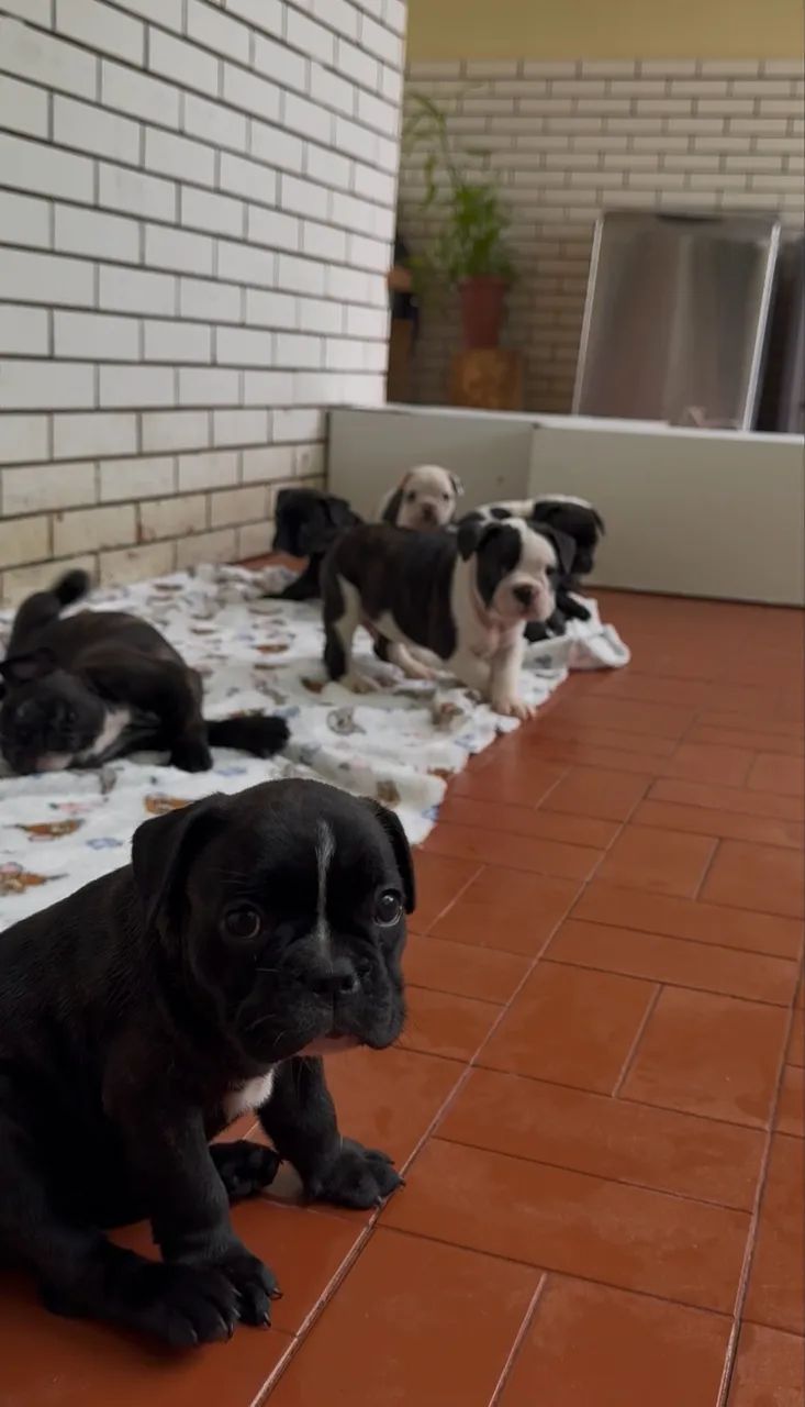 BULDOGUE FRANCÊS  - Foto 2