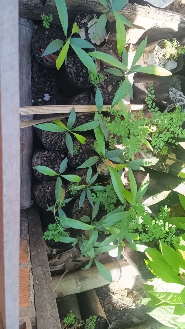 Mudas diversas - Foto 3
