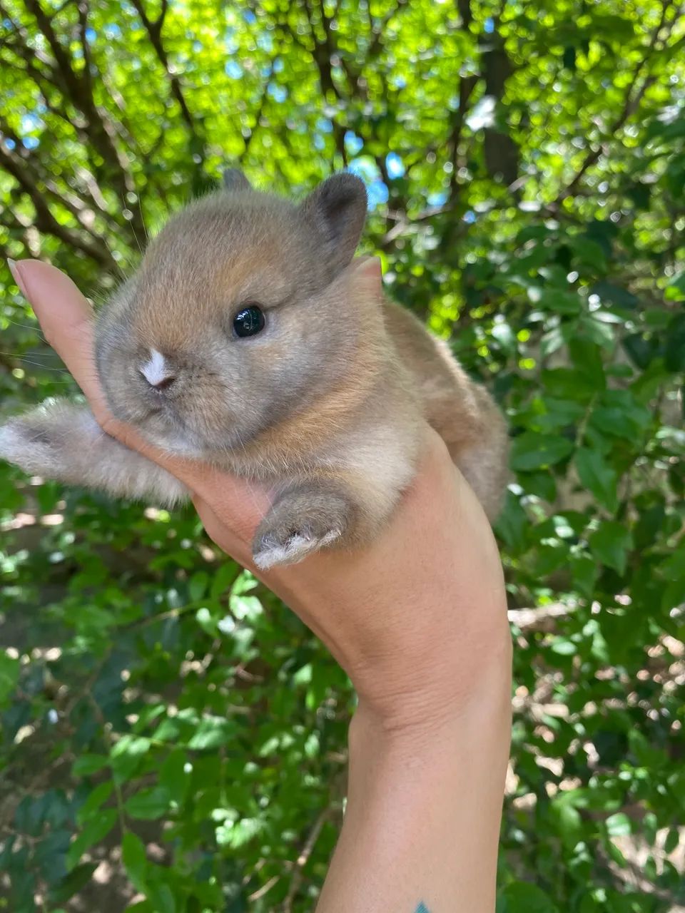 Vendo mini coelho netherland dwarf - Foto 3