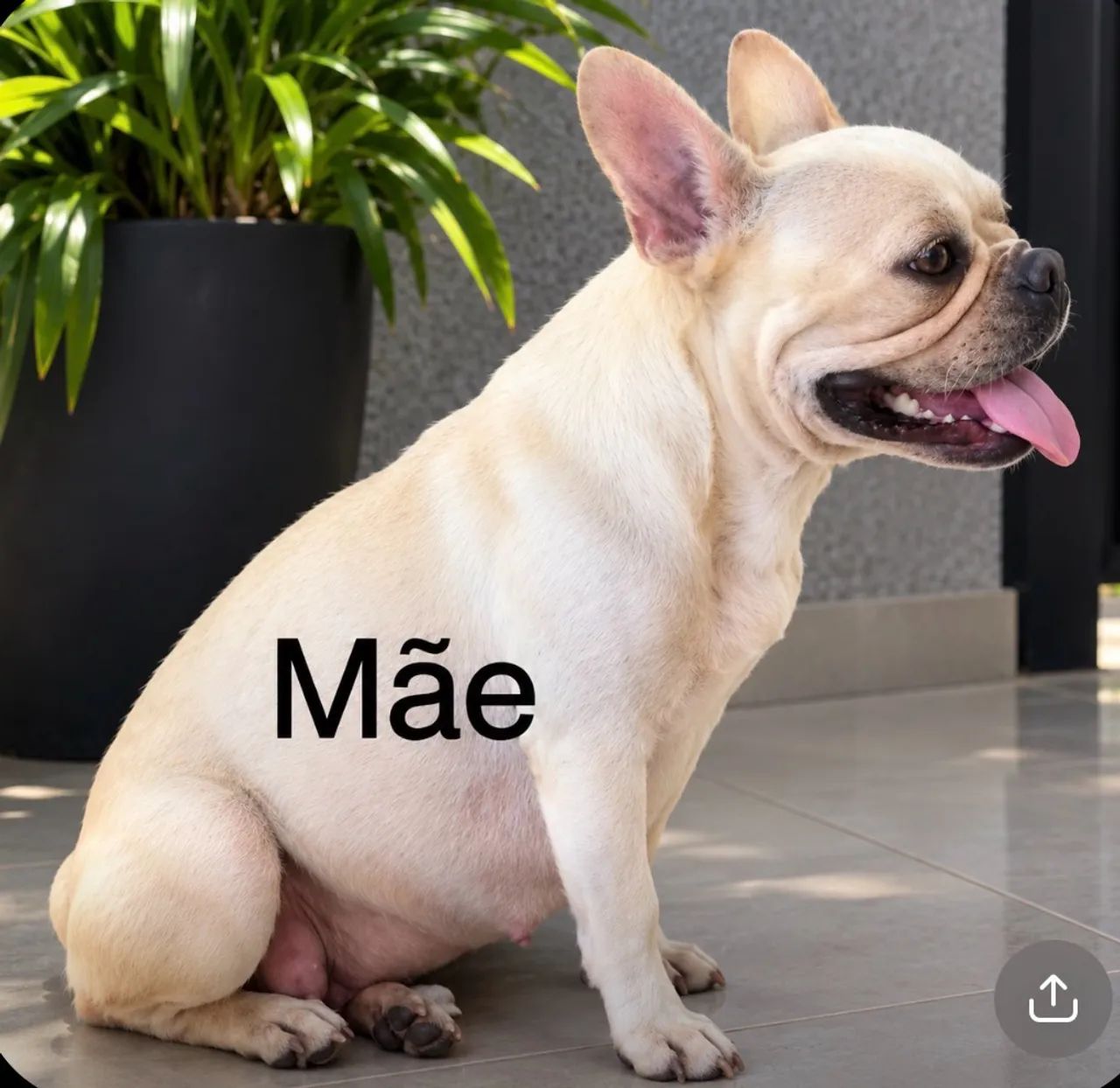 Bulldog francês  - Foto 2