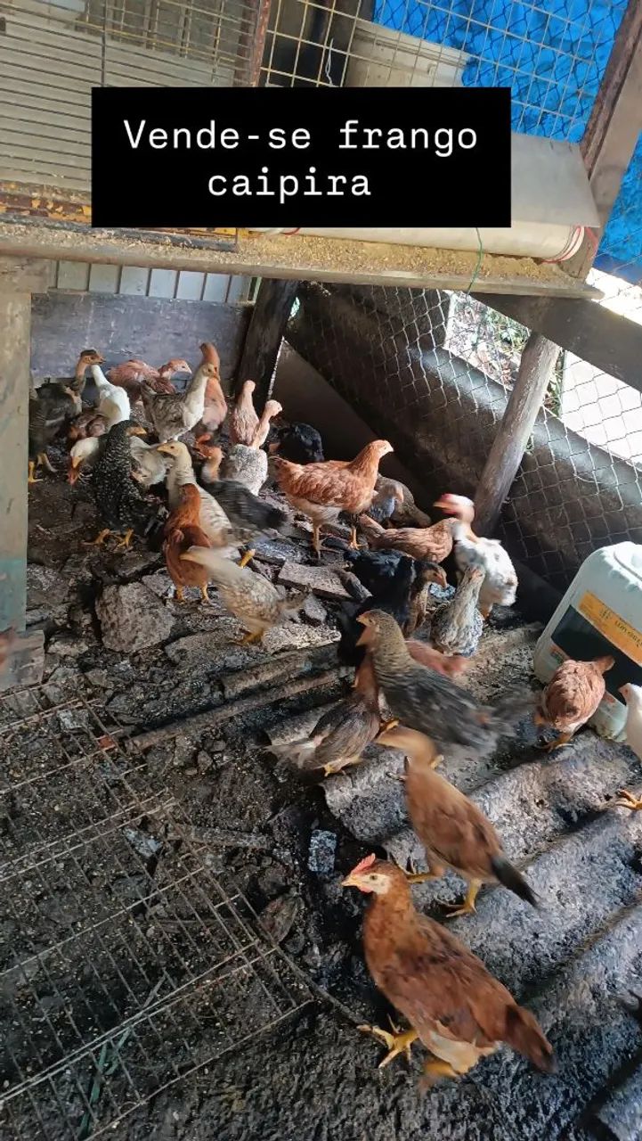 Frango(a)  caipira 