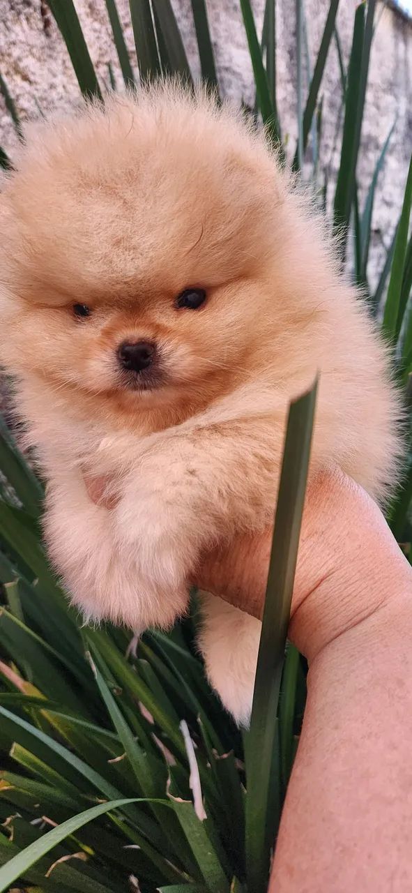 Lulu pomerania. 