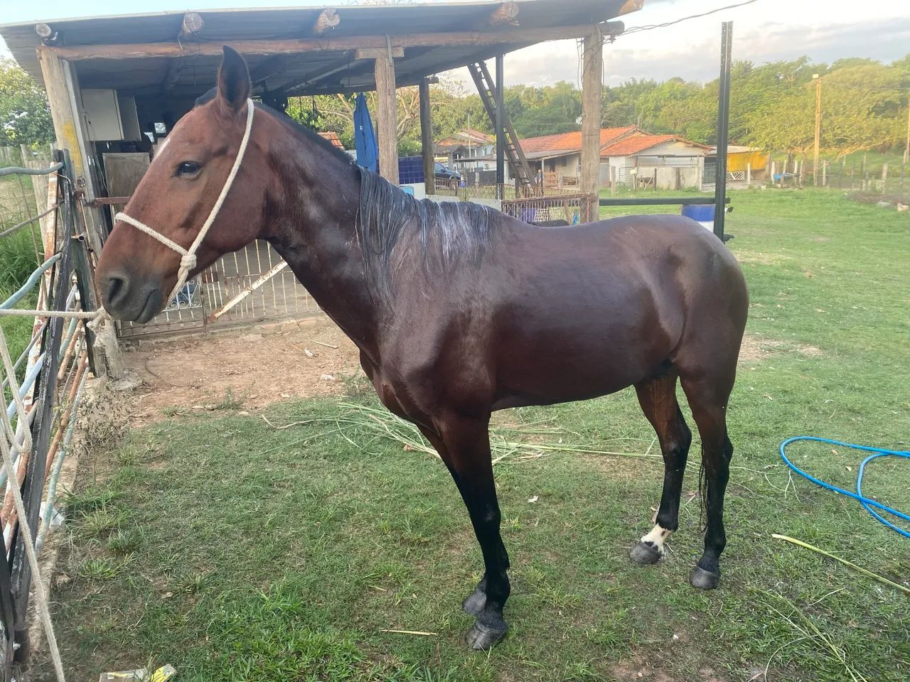 Cavalo a venda  - Foto 2