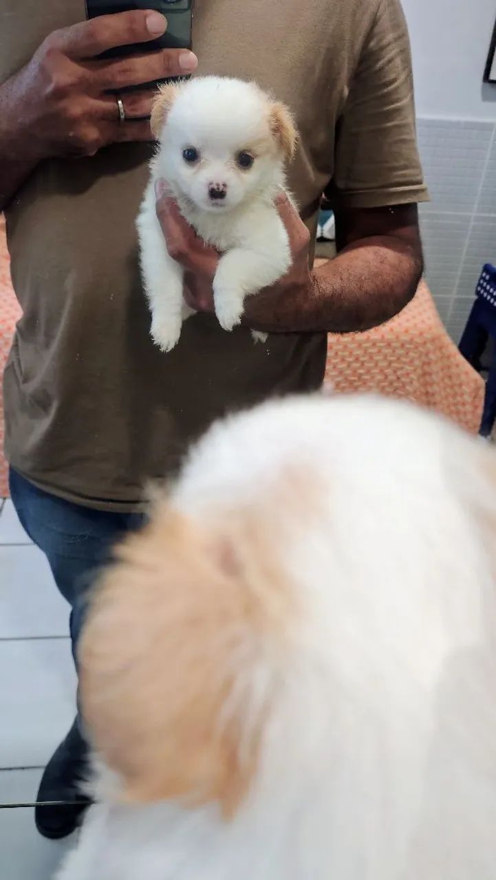 Cachorro chihuahua - Foto 4