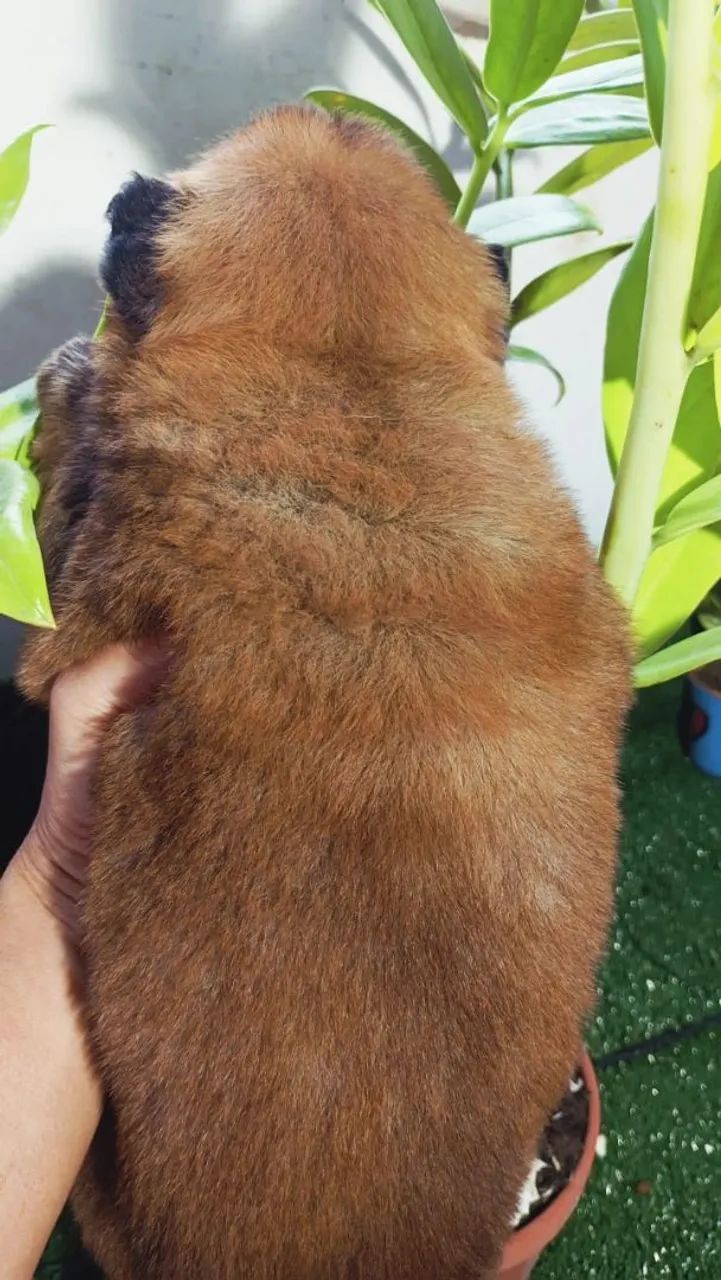 Chowchow macho