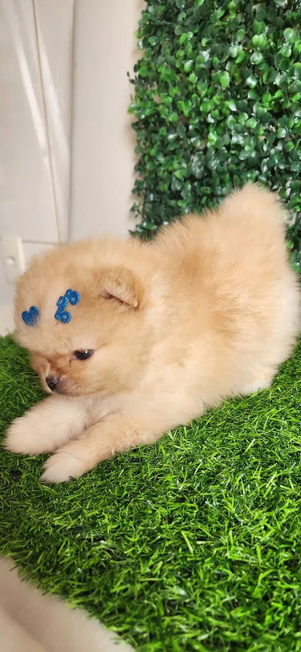 Lulu pomerania.  - Foto 2