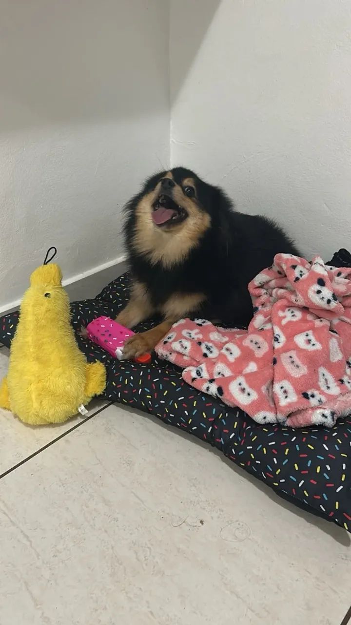Vendo Spitz alemão - Foto 3