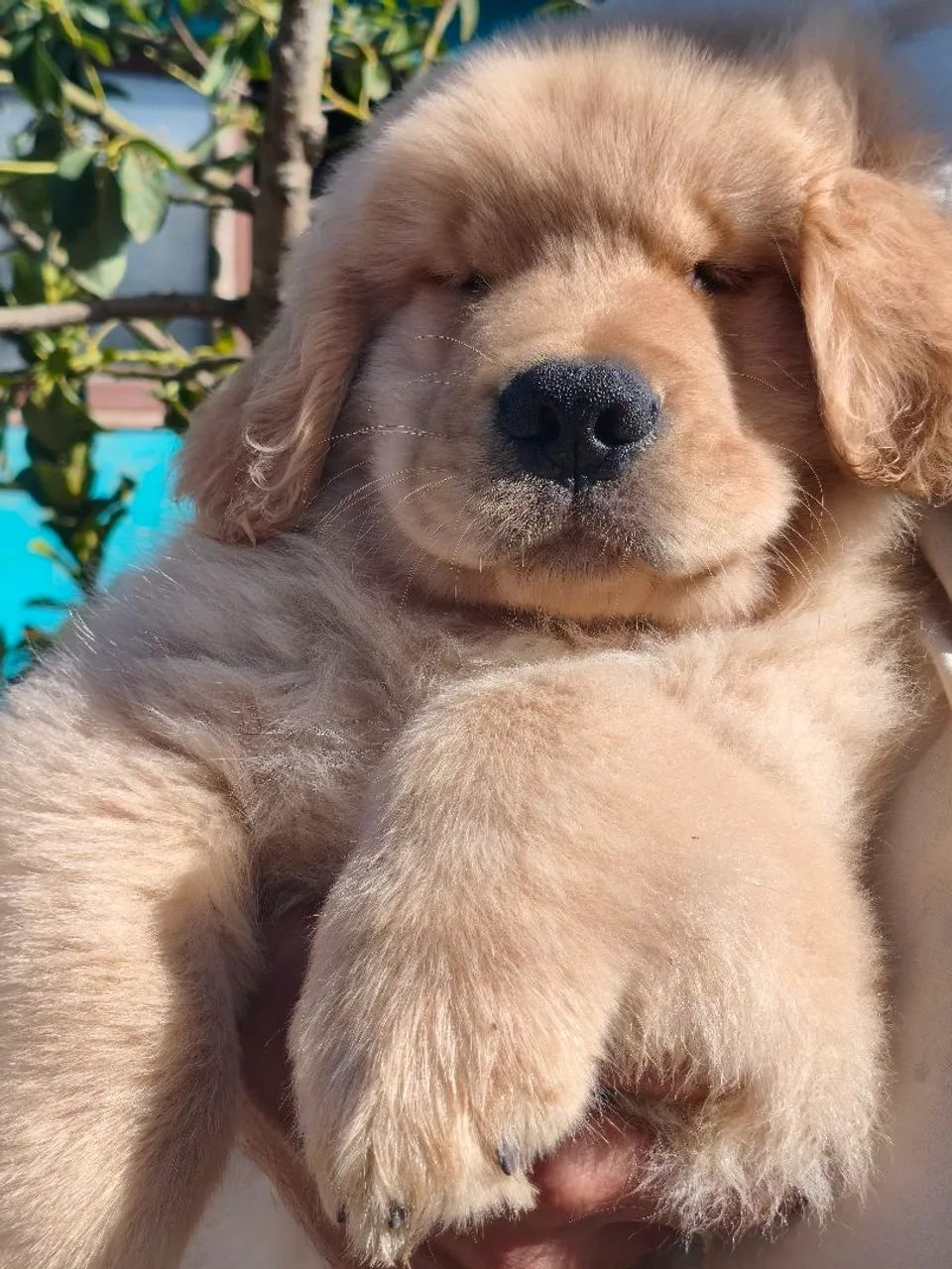 Filhotes de Golden Retriever 