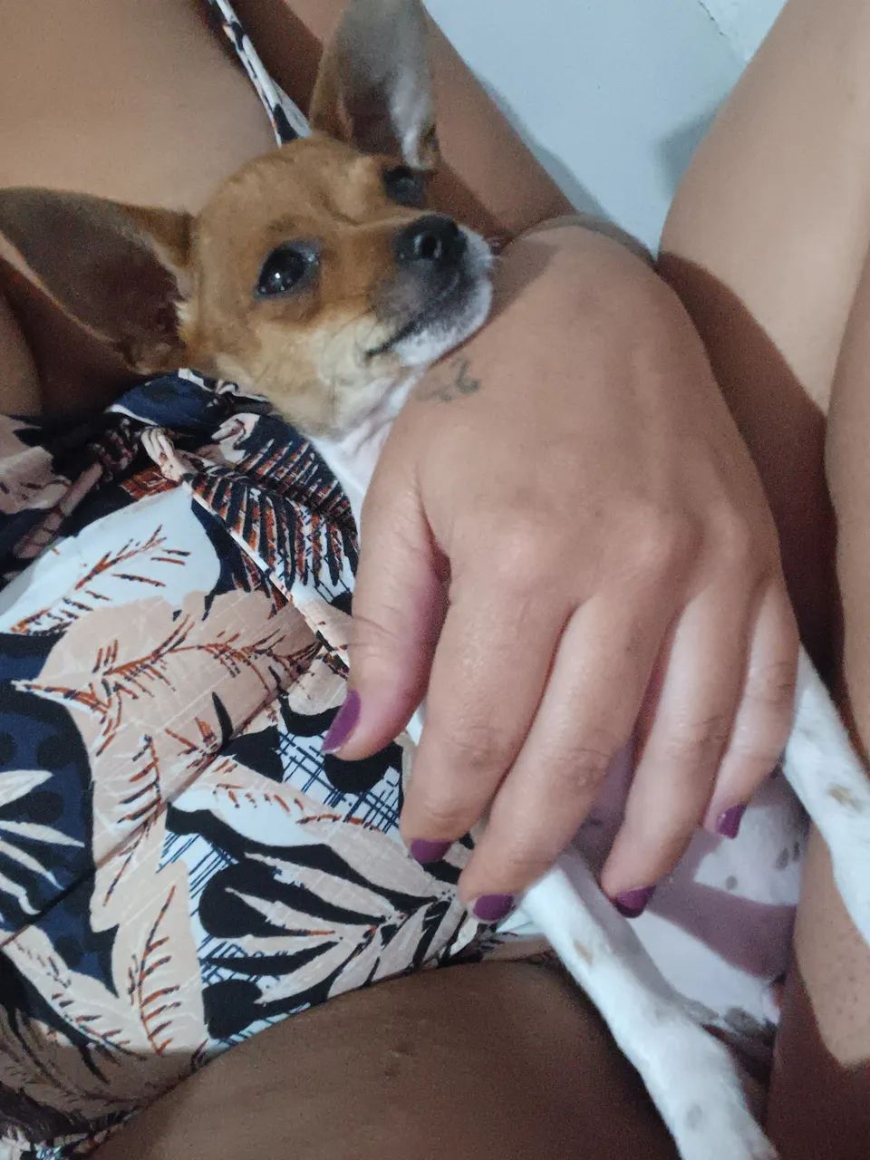 Cachorro piche