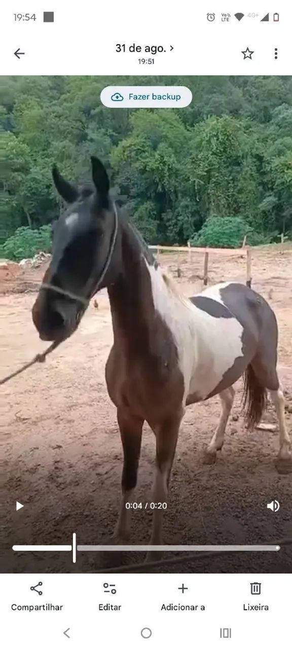 Animais 