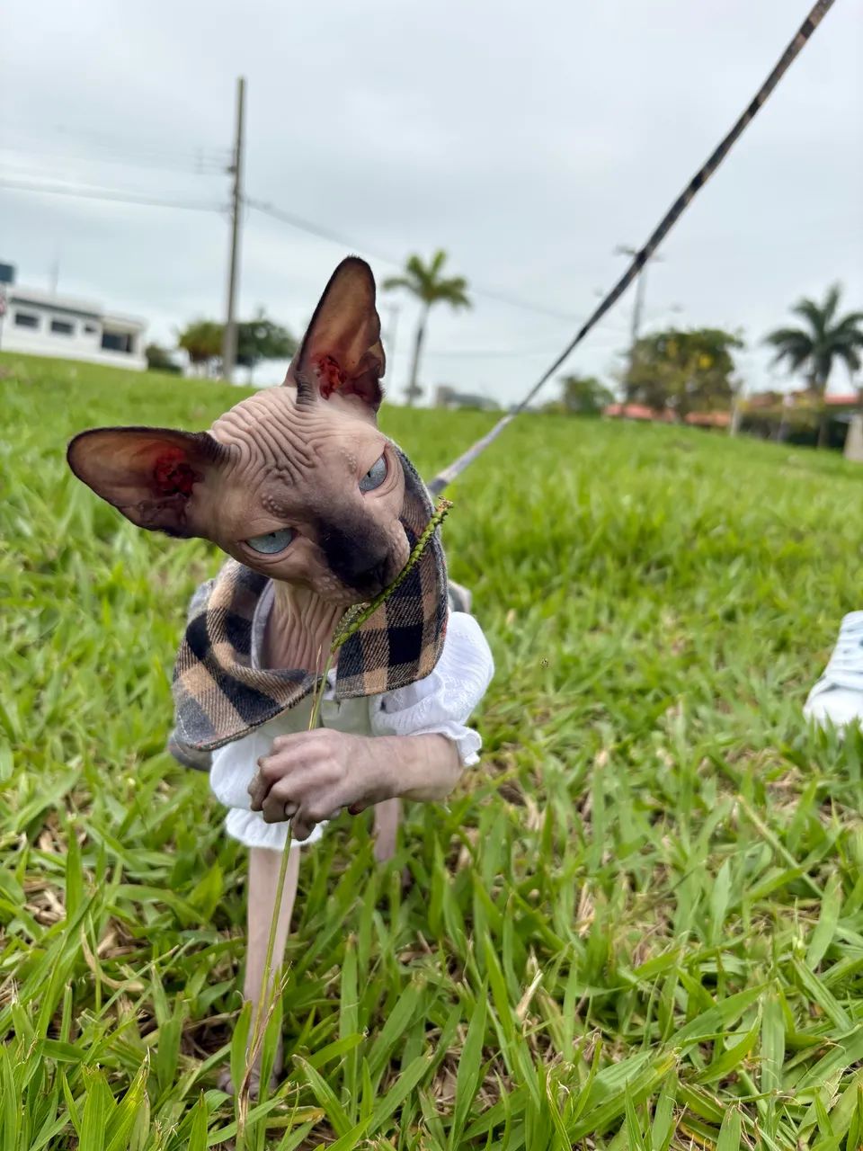 Procura-se macho da raça sphynx - Foto 2