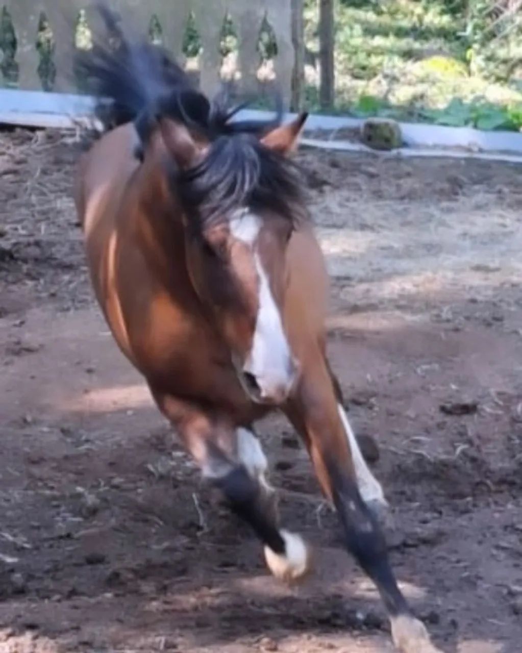 Cavalo crioulo - Foto 4