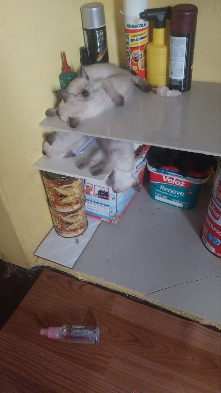 Estou doando esse gatos - Foto 2