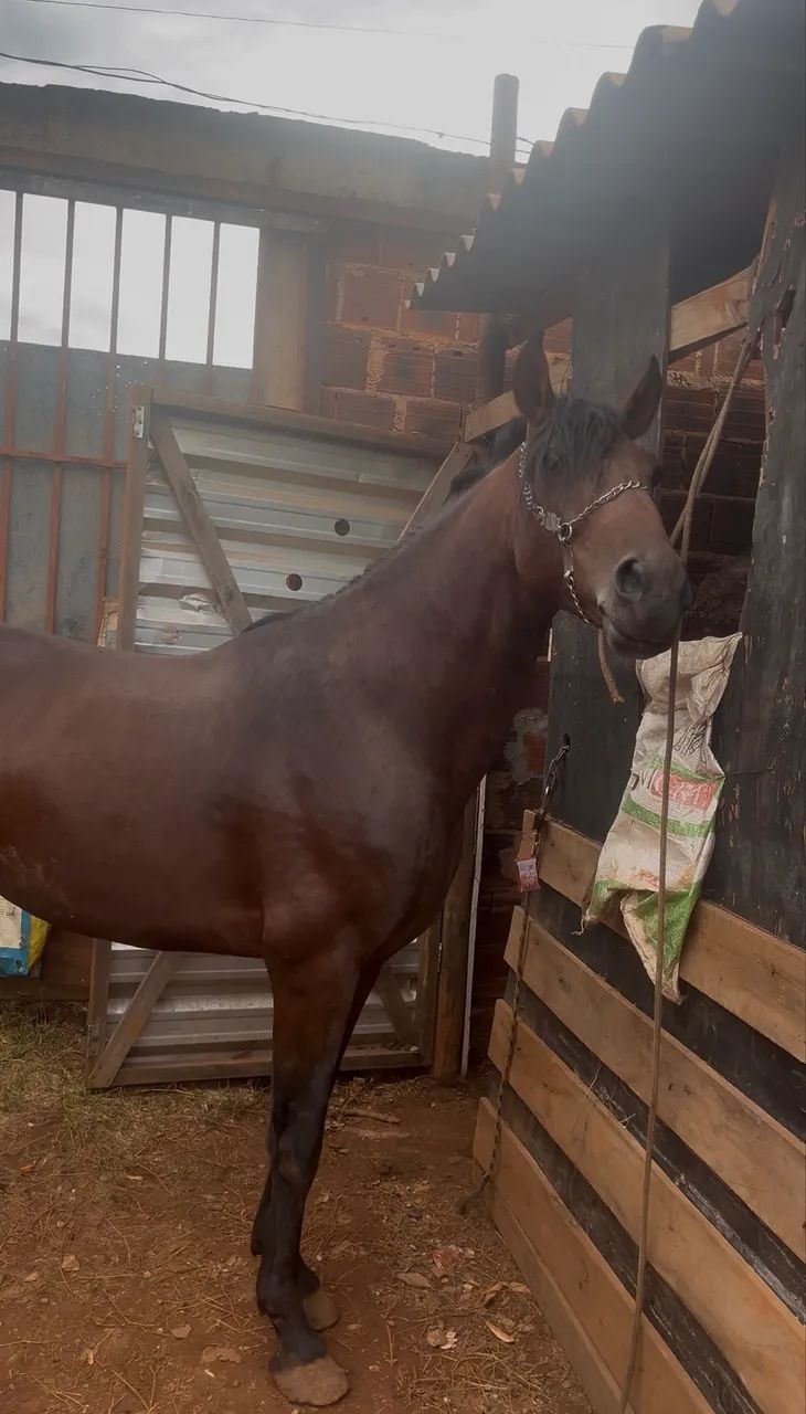 CAVALO MANGALARGA REGISTRADO Á VENDA - Foto 4