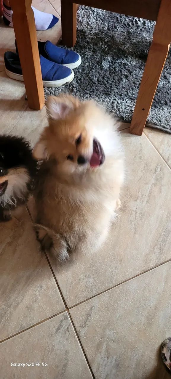 Cachorro  lulu da pomerania  - Foto 2