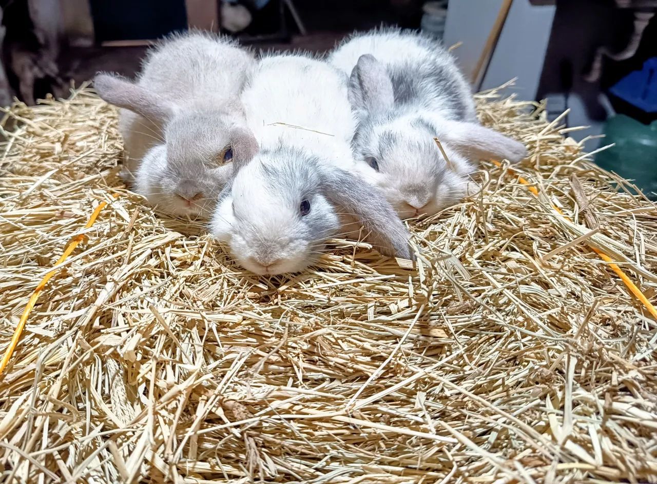 Mini Coelho lop - Foto 2