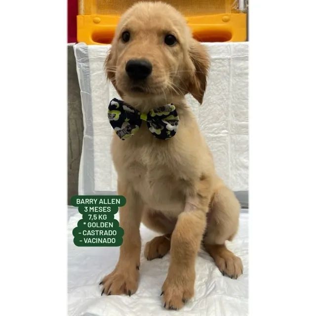 Golden para adoção - Foto 2