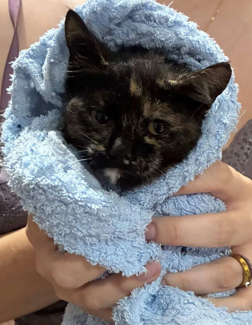 Gata fêmea filhote para adoção