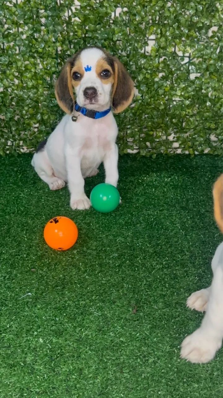Filhote Beagle - Foto 4