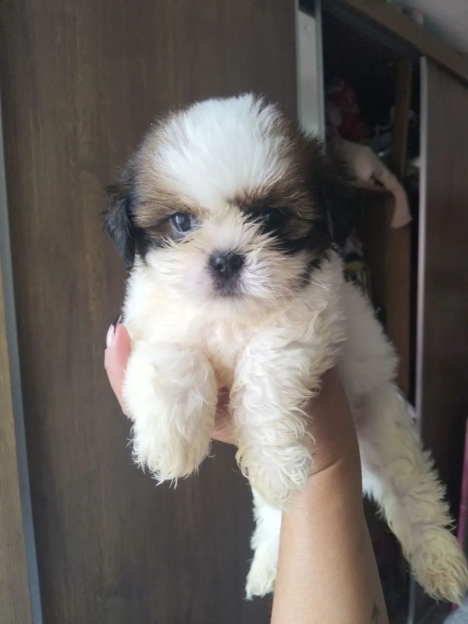 Cachorro  - Foto 3