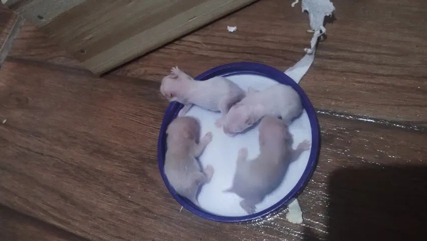 Filhotes de hamster sírio  - Foto 5