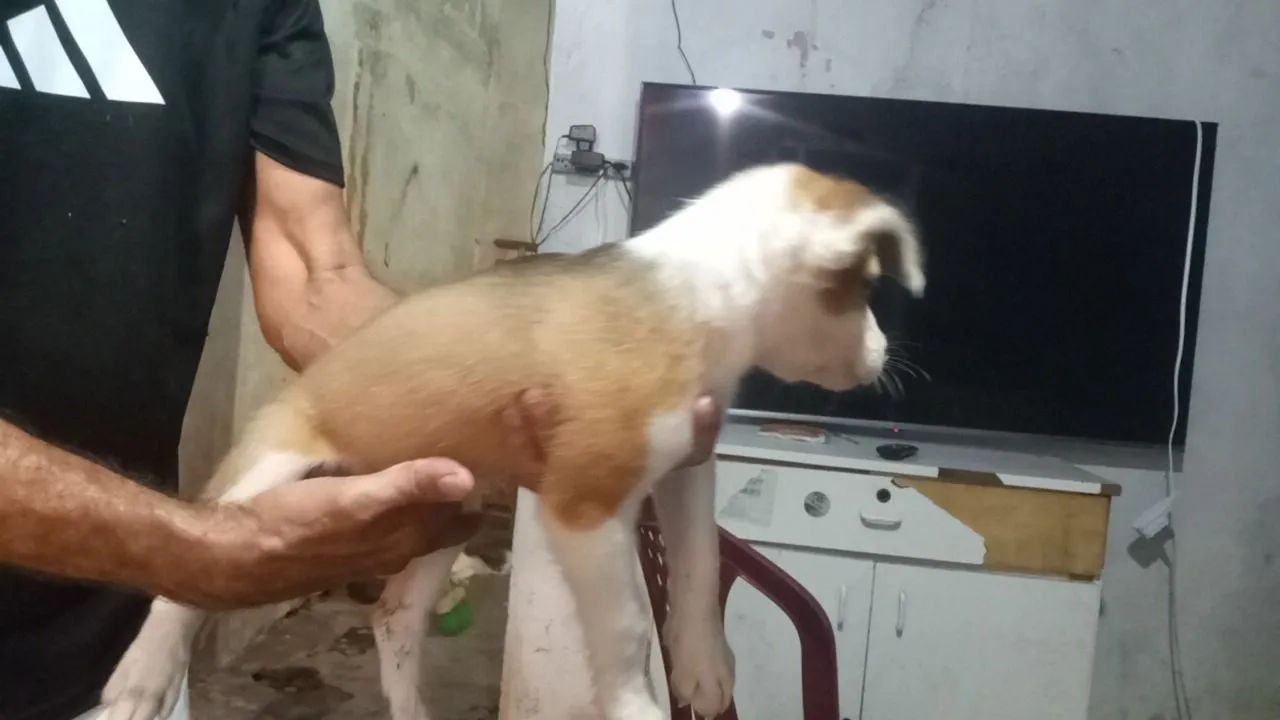 Filhote de Cachorro pra doar  - Foto 2