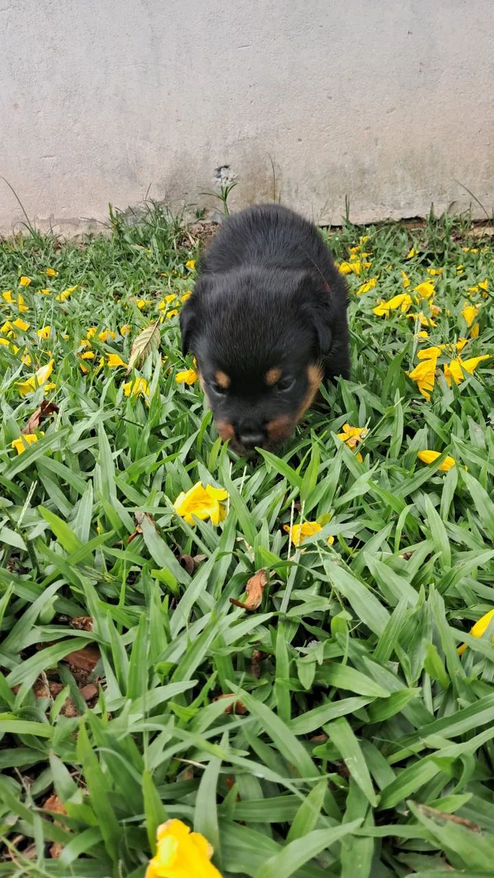 Rottweiler fêmea  - Foto 5