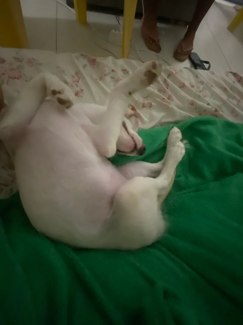Doando cachorro de 6 meses  - Foto 5